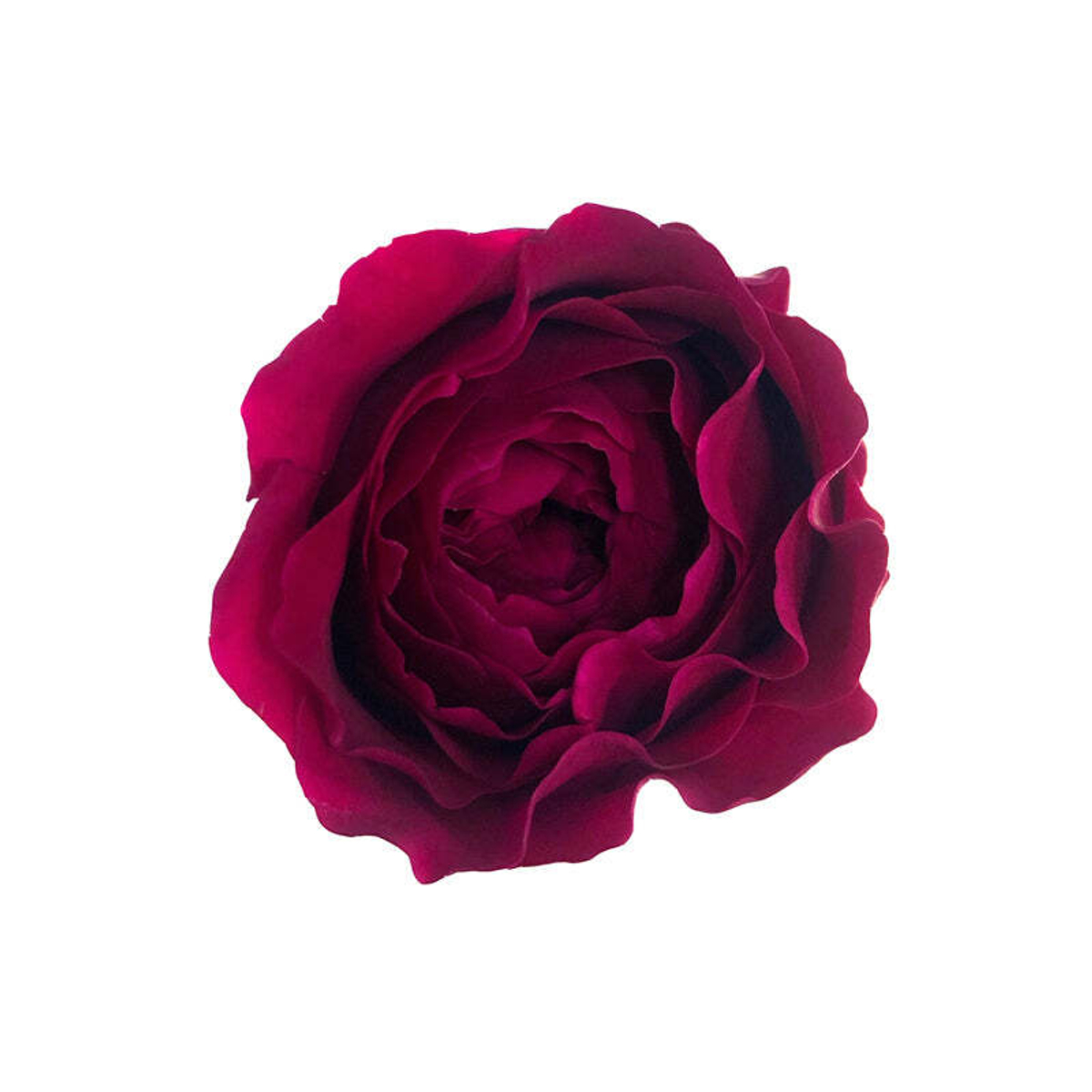 Дарси (Darcey David Austin) — английская роза Дэвида Остина