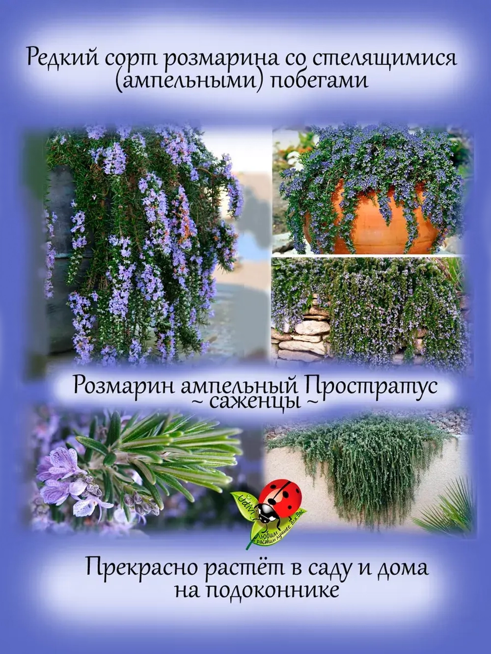 Розмарин Простратус ампельный