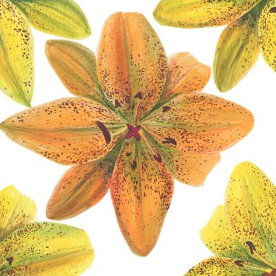 Orange lily watercolor
