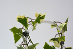Крестовник (Сенецио) Макроглоссус Вариегата / Senecio macroglossus Variegata