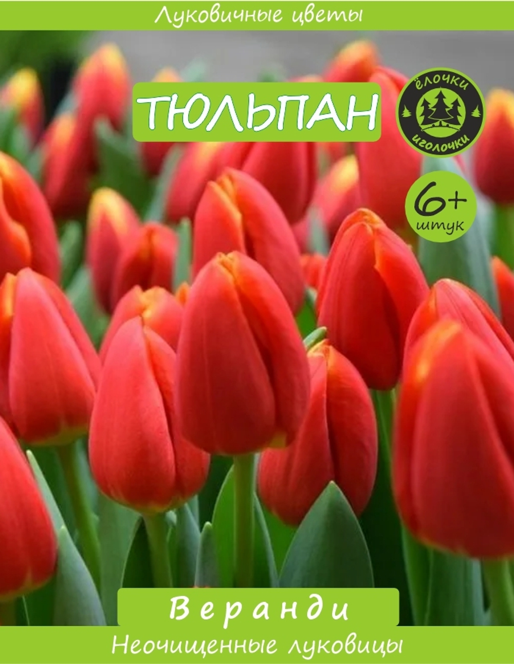 Тюльпан Луковица, Веранди, 6+ шт