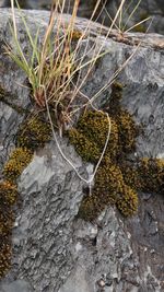 Подвеска Crystal Classic с раухтопазом