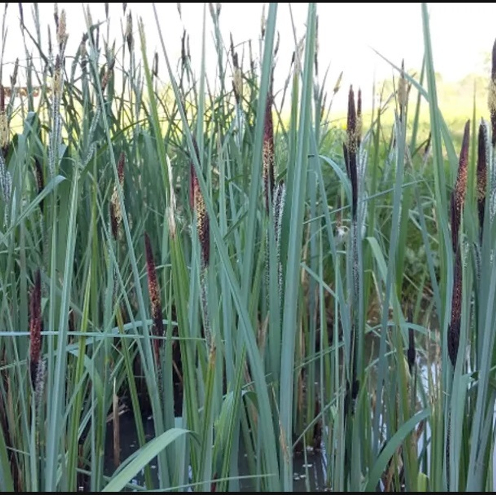 Осока заостенная. Carex acutiformis.