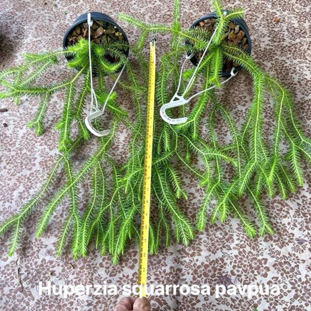 Хуперция H.SQUARROSA PAPUA 6" (P165)