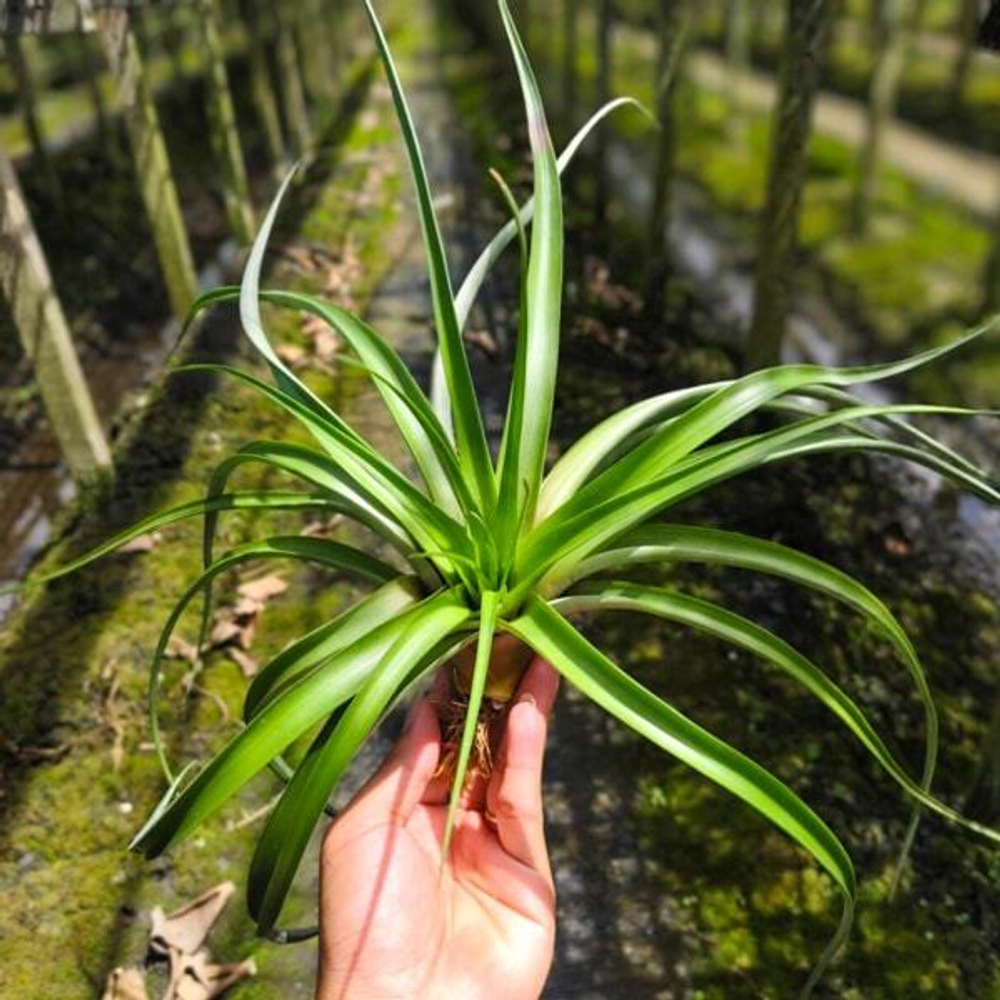 Тилландсия capitata Red