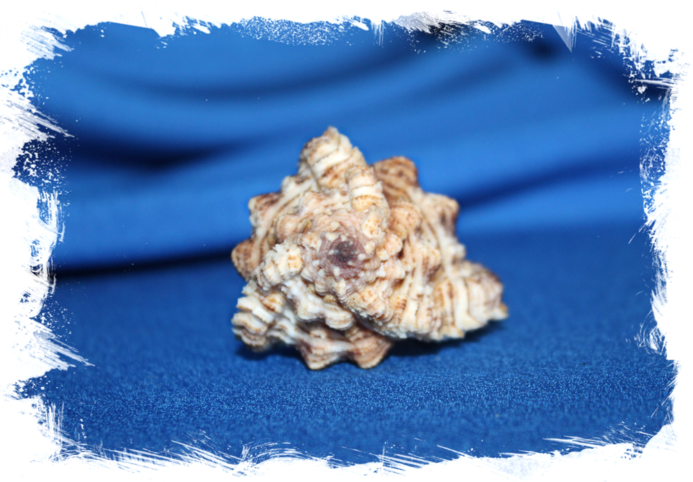 Chicomurex superbus, Chicoreus superbus, Мурекс супербус