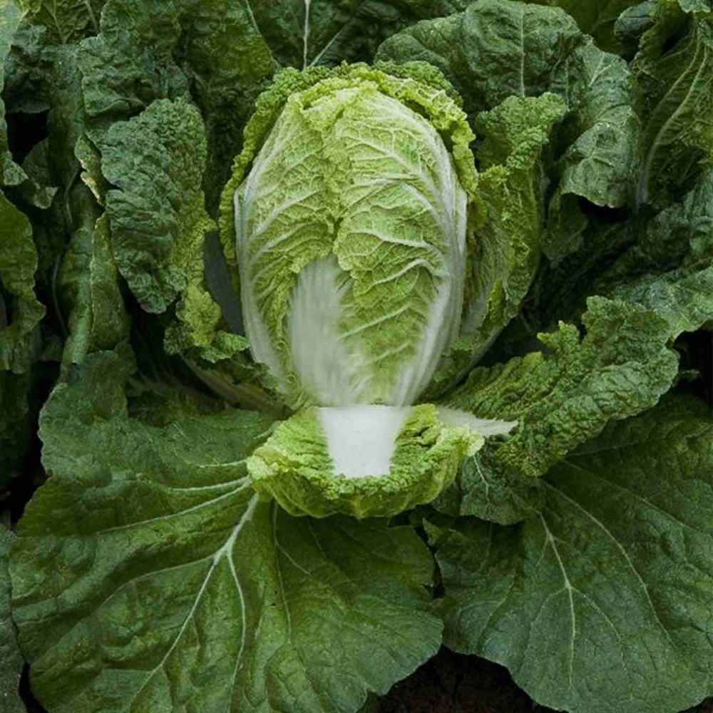 Капуста пекинская Предуро F1 (50шт)  Витагрин Профи