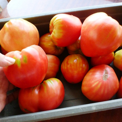 Помидоры Казахстанский Домашний