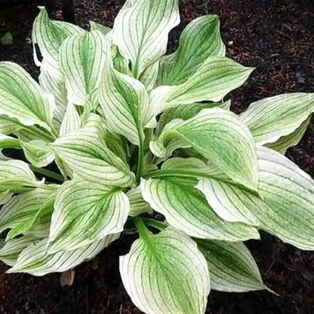 Хоста Зебра Страйпс С2