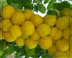 Слива (Алыча) Лодва