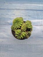 Gymnocalycium Spineless Crested form (Гимнокалициум Кристатный)