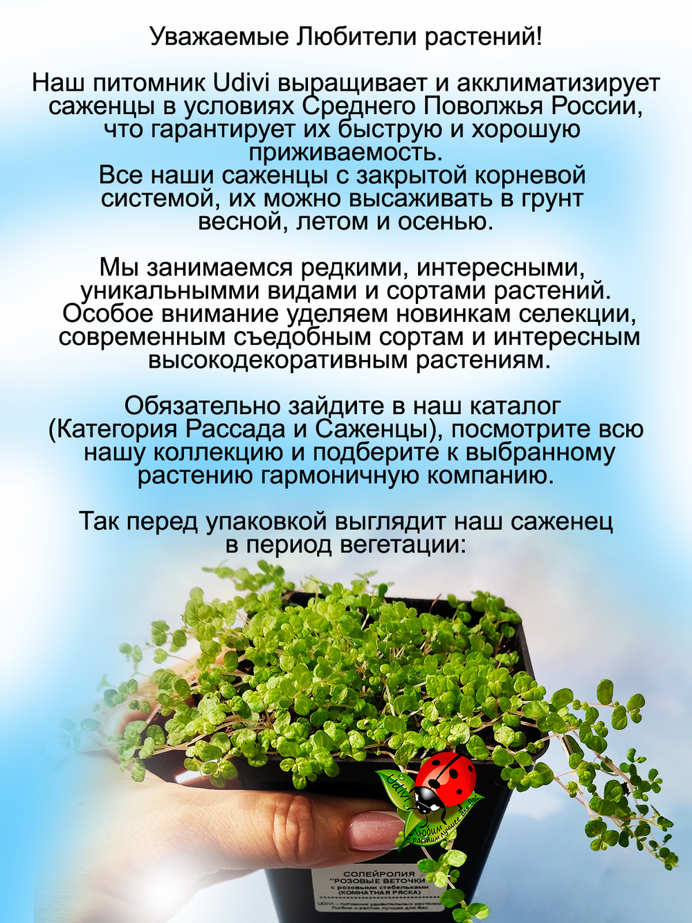 Солейролия Розовые веточки