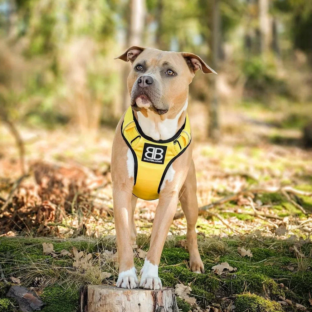 Шлейка Premium Dog Harness v2.0 BullyBillows