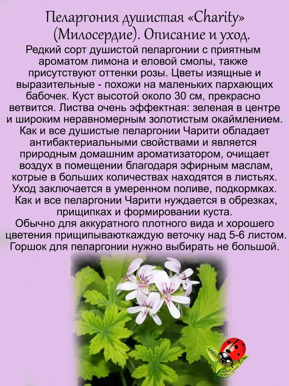 Пеларгония Чарити аромат лимона смолы и розы