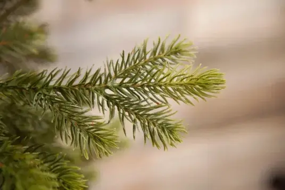 Елка Уэльская 230 см., литая хвоя+пвх, Triumph Tree (73557)