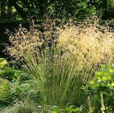 Луговик дернистый (Щучка) "Goldschleier". Deschampsia cespitosa "Goldschleier"