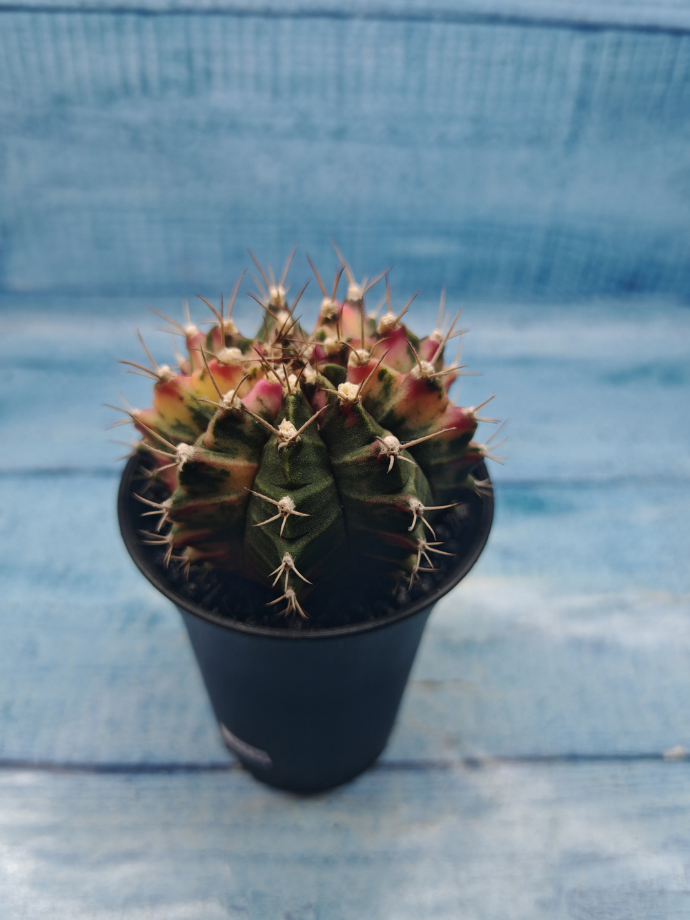 Gymnocalycium Variegata (Гимнокалициум Вариегатный)
