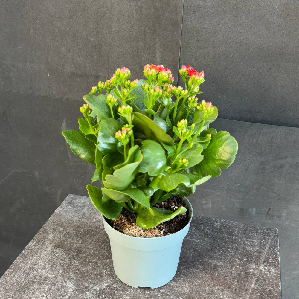 Каланхоэ Блоссфельда (Kalanchoe blossfeldiana) красное