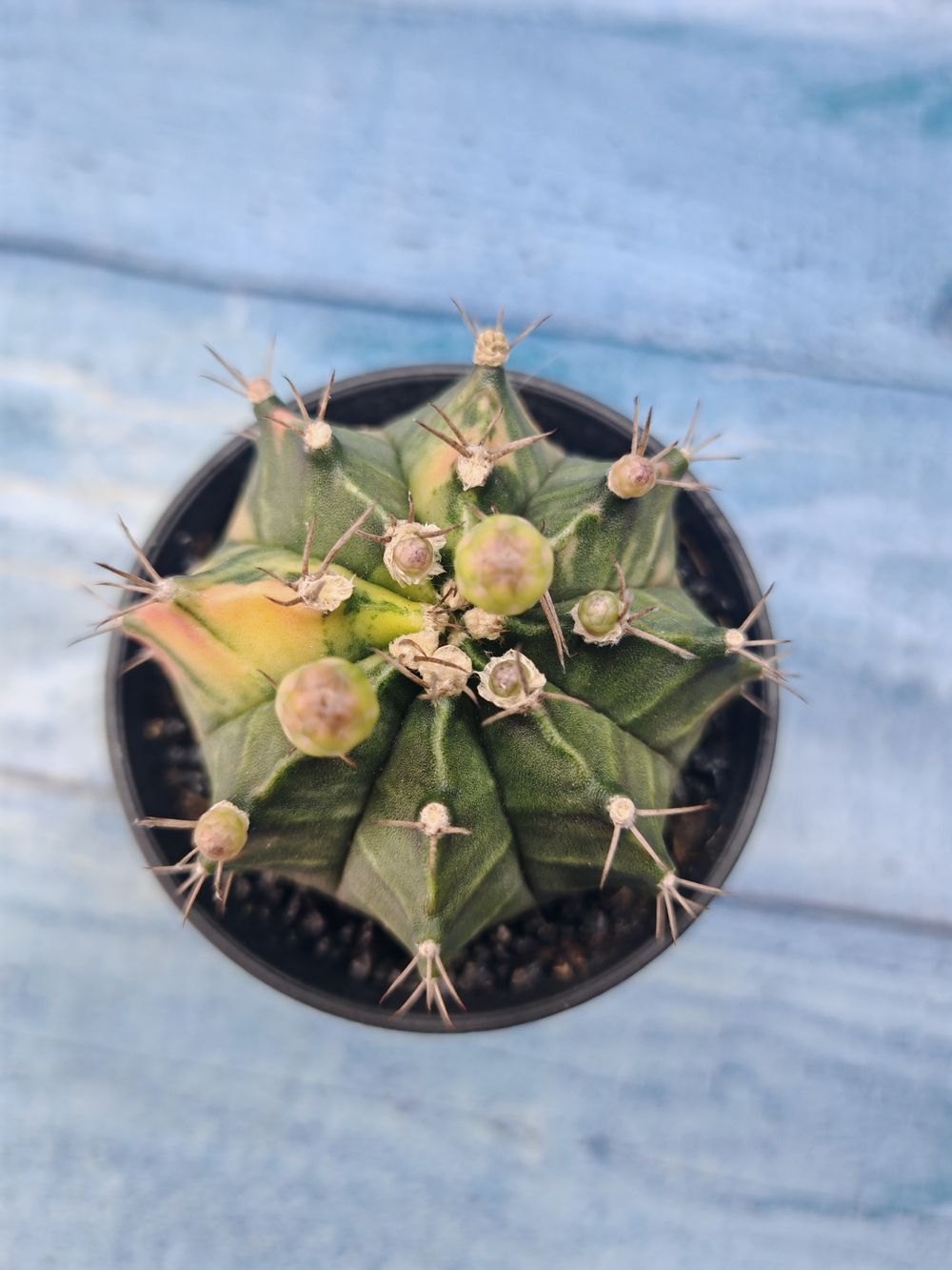 Gymnocalycium Variegata (Гимнокалициум Вариегатный)