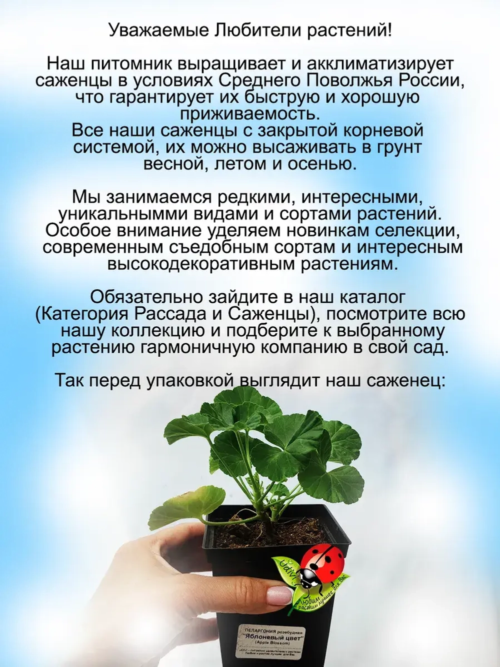 Пеларгония Эпл Блоссом Яблоневый цвет