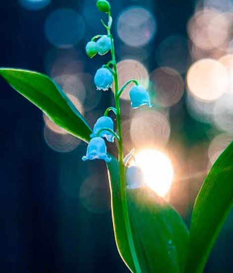 Ароматический диффузор Лавровые цветы, Bago home