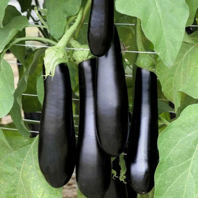 Каратая F1 семена баклажана (Vilmorin / Вильморин)