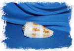 Conus Fulvobullatus, Pionoconus magus, conus magus