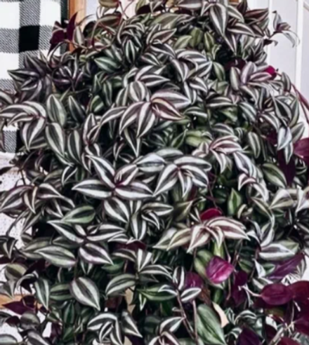 Традесканция Зебрина 5 срезов неукорененные черенки