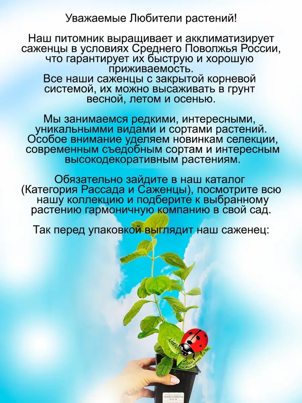 Жасмин Ауреа садовый чубушник Золото