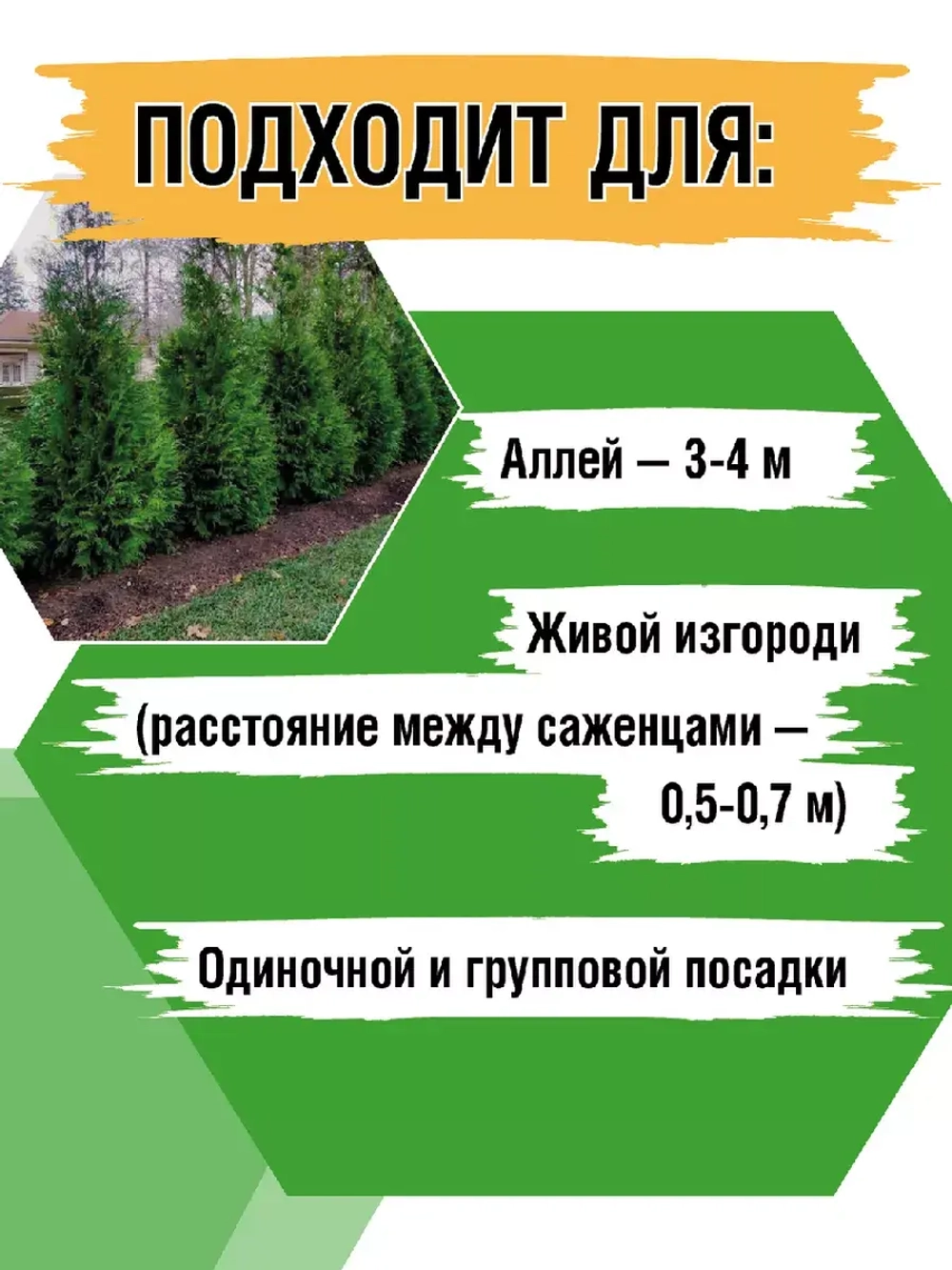 Саженец Туя западная Брабант 5 шт хвойные