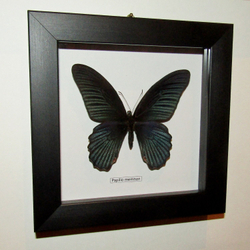 Украшение настенное Бабочка Papilio memnon самец в рамке