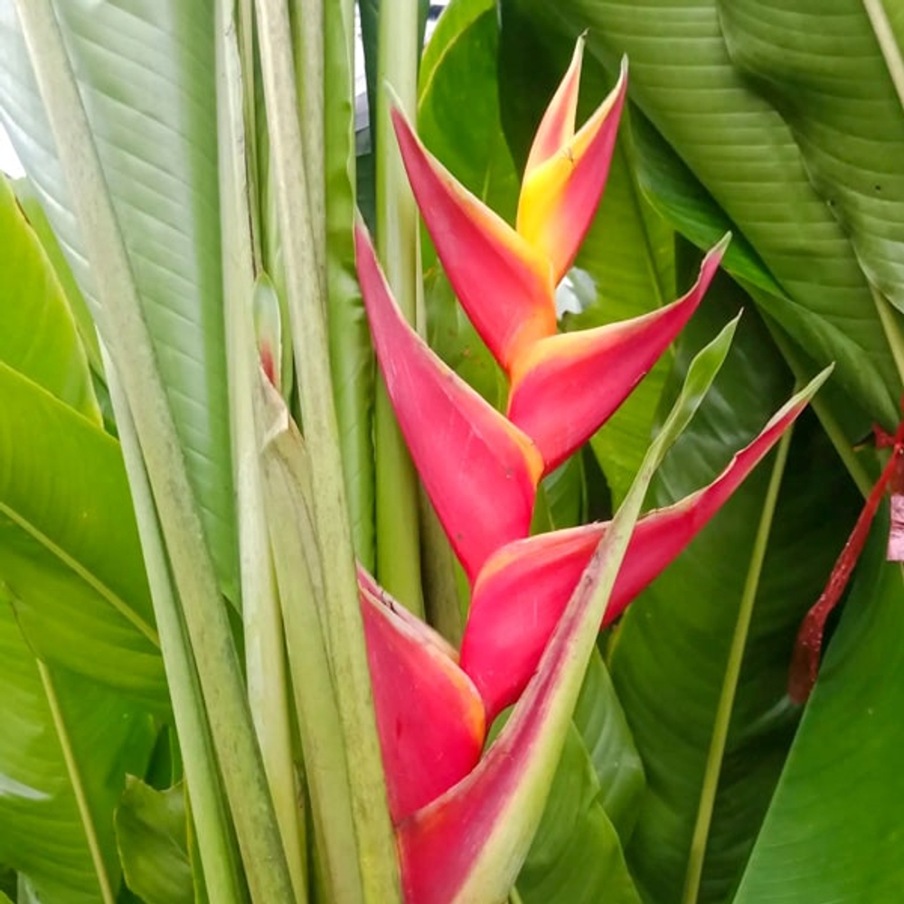 Геликония CARIBEA x BIHAI KAWAUCHI