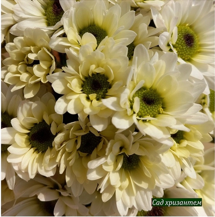Хризантема кустовая  Blink Wendy White   ☘🌻 к.5  (отгрузка  Сентябрь)