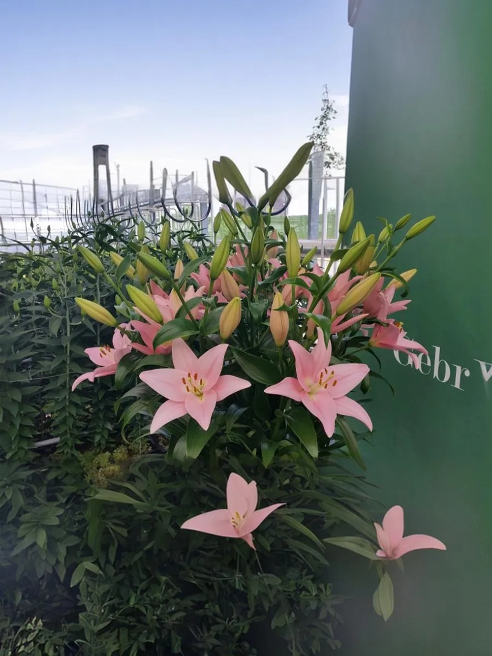 Лилия Пигаль (ЛА – гибрид)