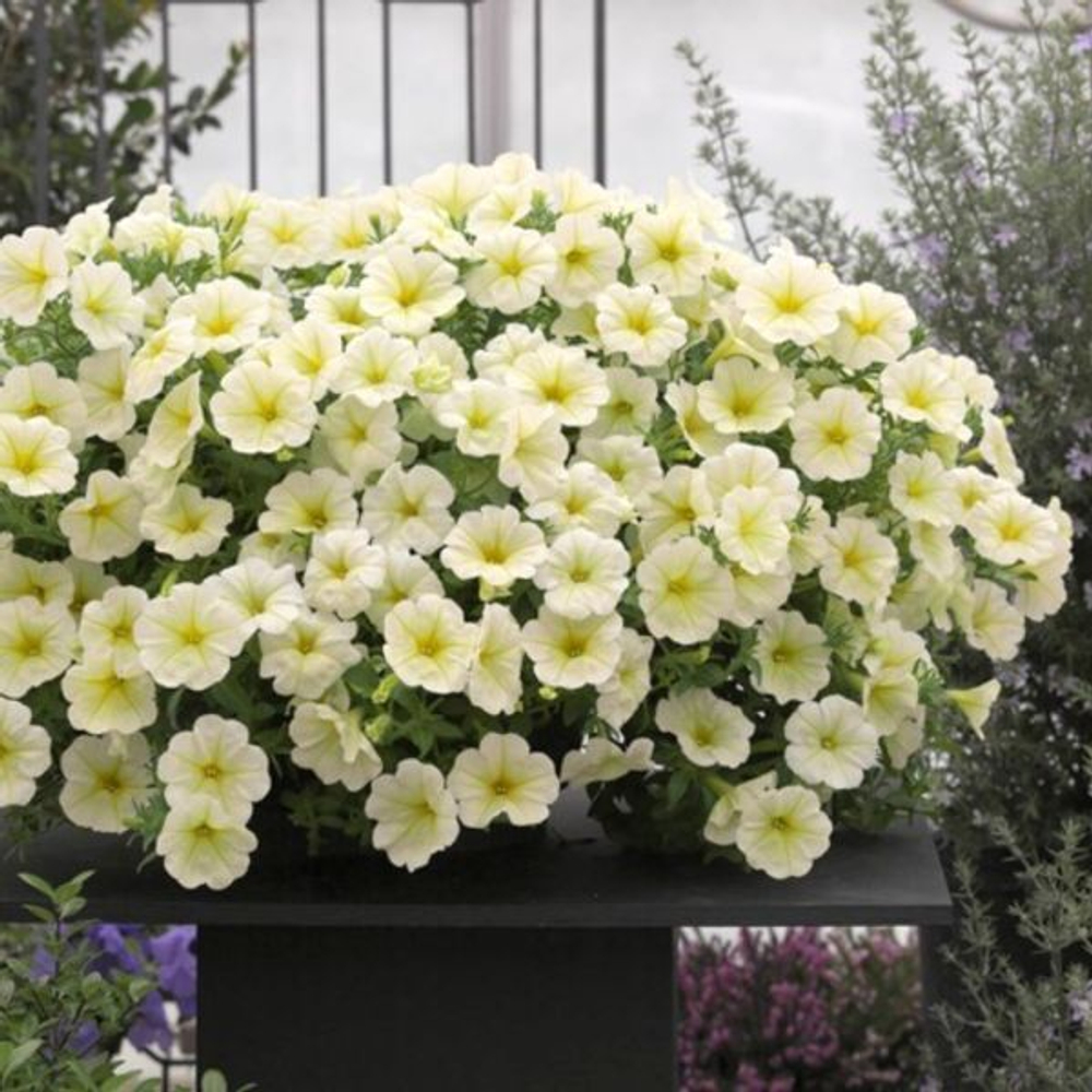 Петуния ампельная Опера Лемон F1 (50др) Витагрин Профи