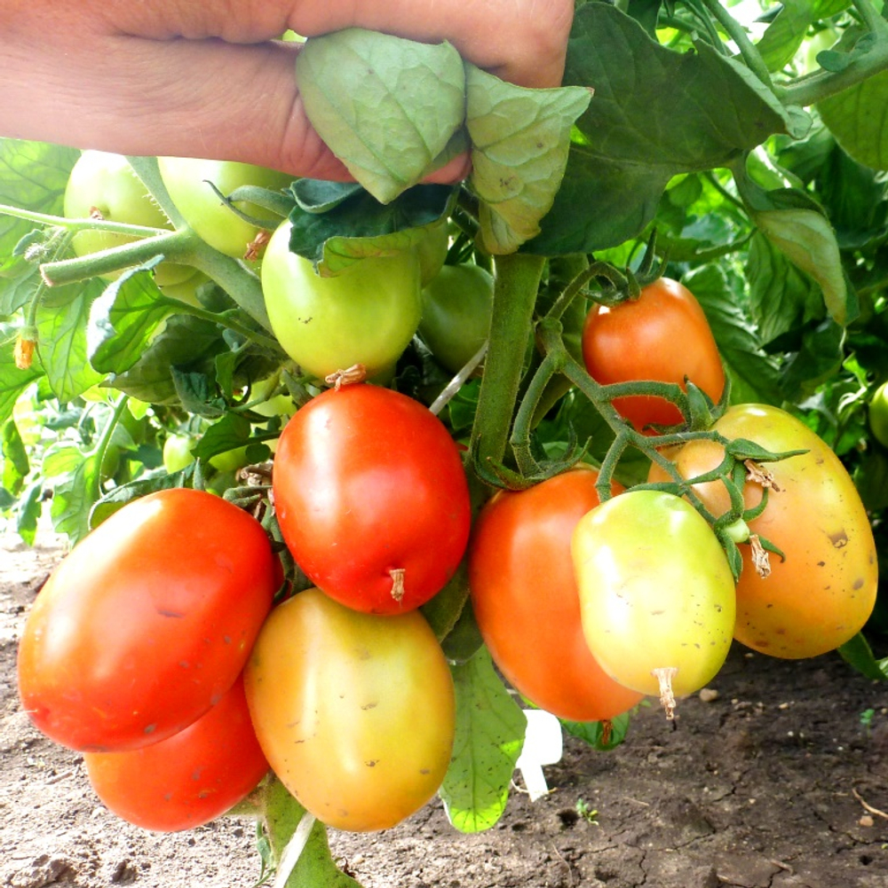 Помидоры Венгерские Kecskeméti 549 - Кечкемети 549