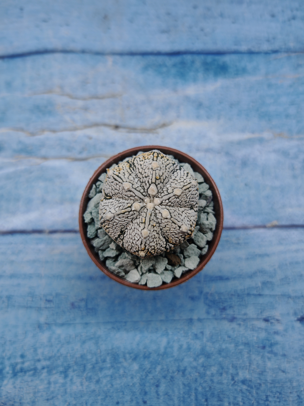 Astrophytum Asterias "Super Kabuto" (Астрофитум)