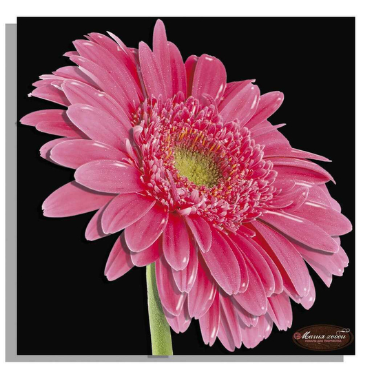 Папертоль РТ150316 "Гербера на ченрном -3"  20*20см.