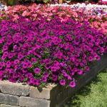Петуния ампельная F1 Easy Wave Violet