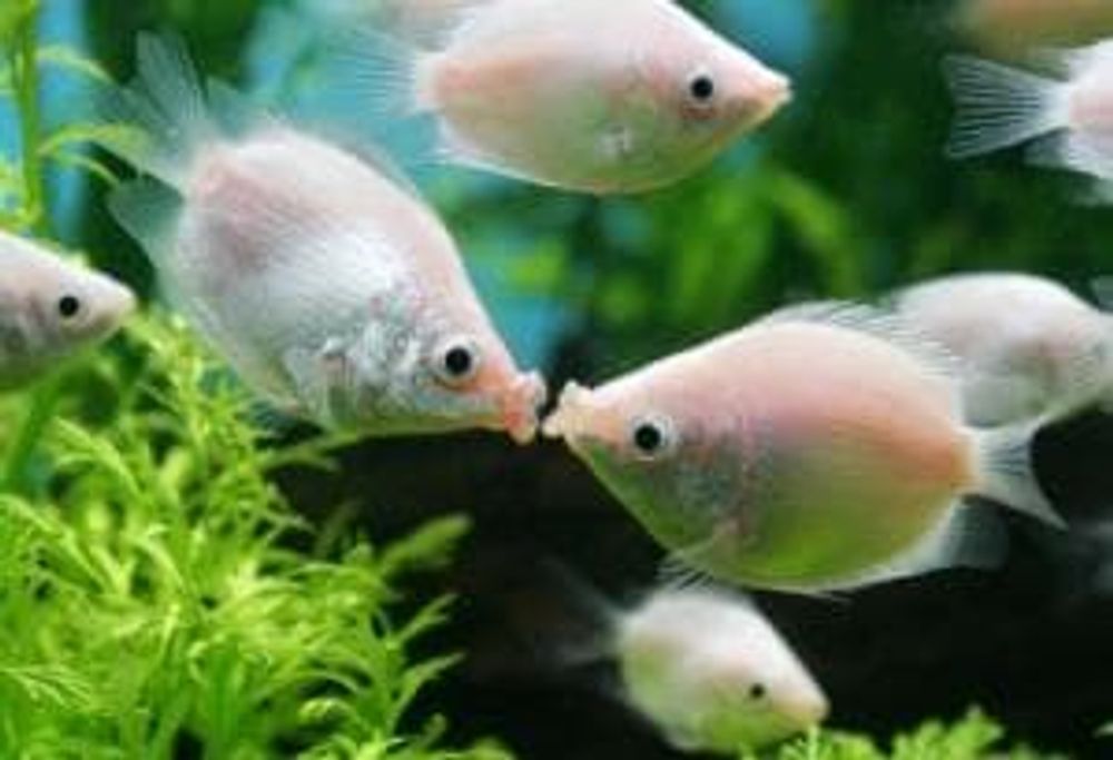 (444) Гурами целующийся розовый, S (444) Гурами целующийся розовый, S