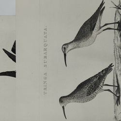 Зепп Ян. Птица кулик (самец и самка). Tringa Subarquata. Гравюра на меди. Амстердам, 1829 г.