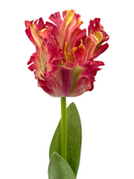 Тюльпан розовый