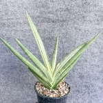 Сансевиерия MUTOMO WHITE VAR