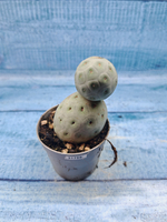 Tephrocactus Geometricus (Тефрокактус)