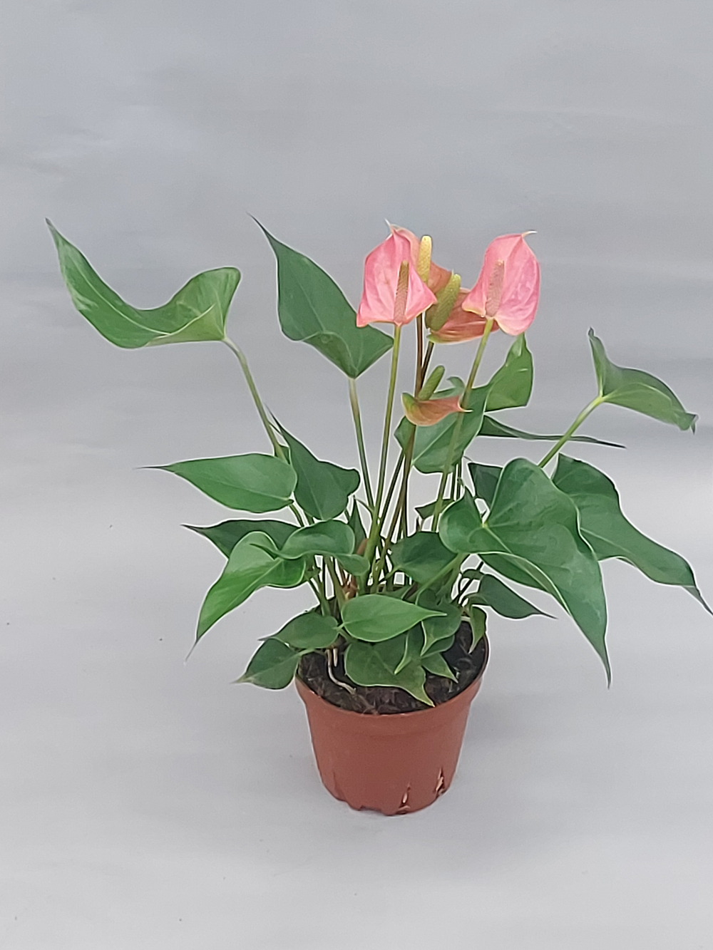 Антуриум Андрианум Чемпион розовый 12/40