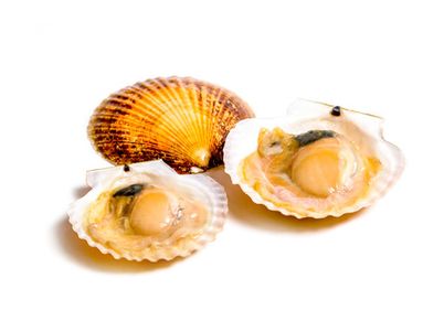 Гребешок Приморский на створке~500г