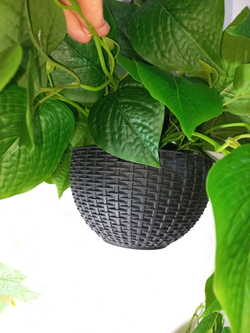 Филодендрон в подвесном кашпо