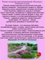 Тимьян Кокинеус красивоцветущий ползучий