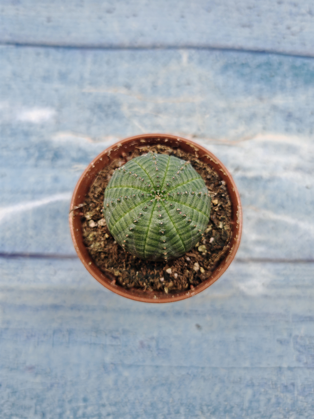 Euphoria Obesa (Эуфорбия)