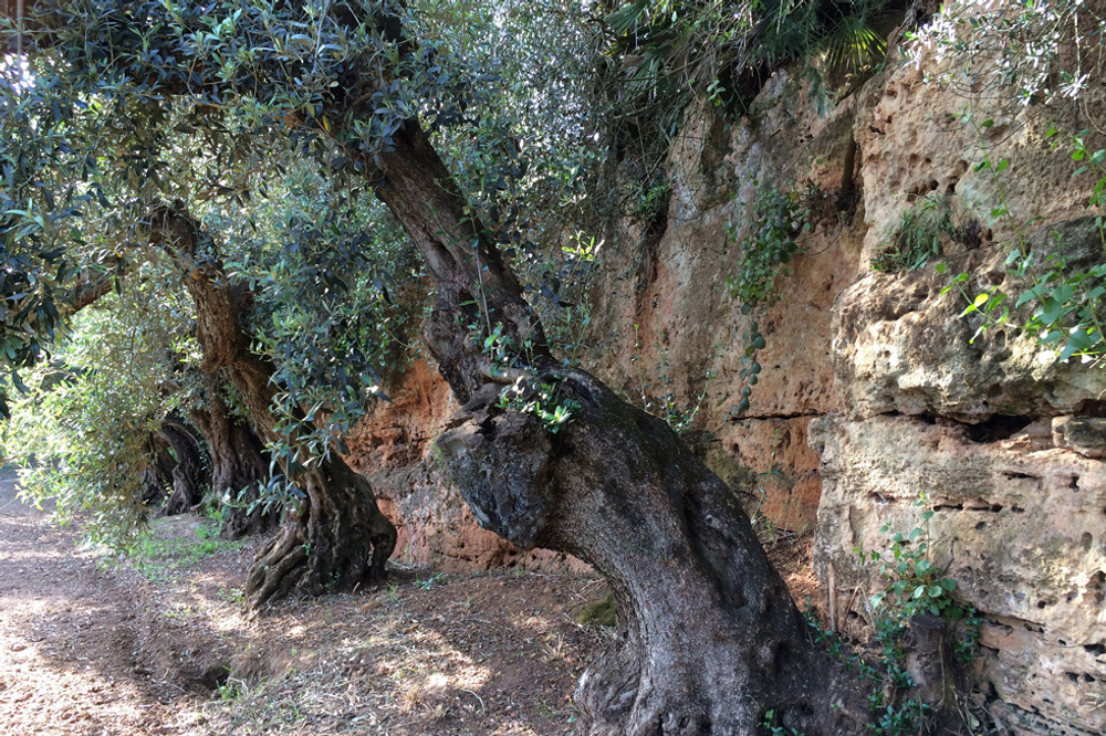 Оливковое масло CENTONZE Case Di Latomie, Reserva, Extra Virgin, темная бутылка 500 мл Италия